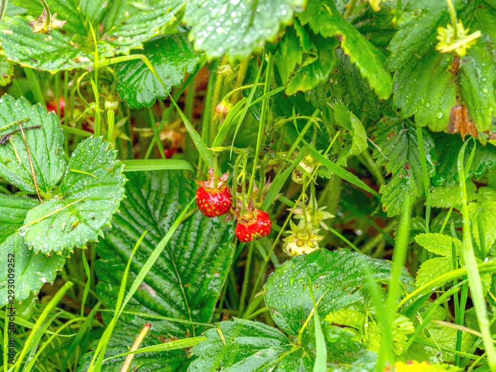 Wet strawberry leaves in a summer garden after rain Wet strawberry leaves in a summer garden after rain