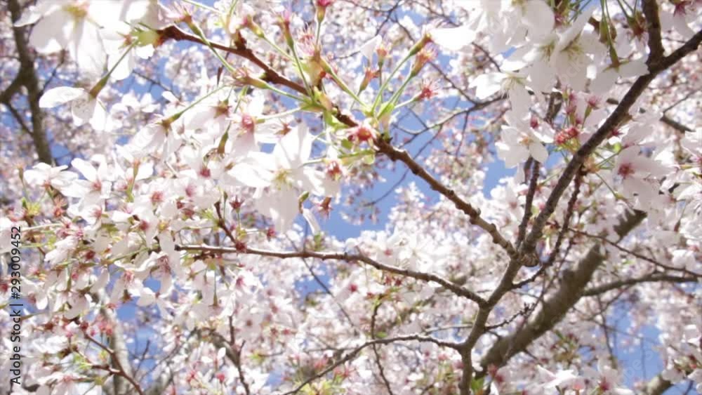 Pink cherry blossom flowers spring Pink cherry blossom flowers spring