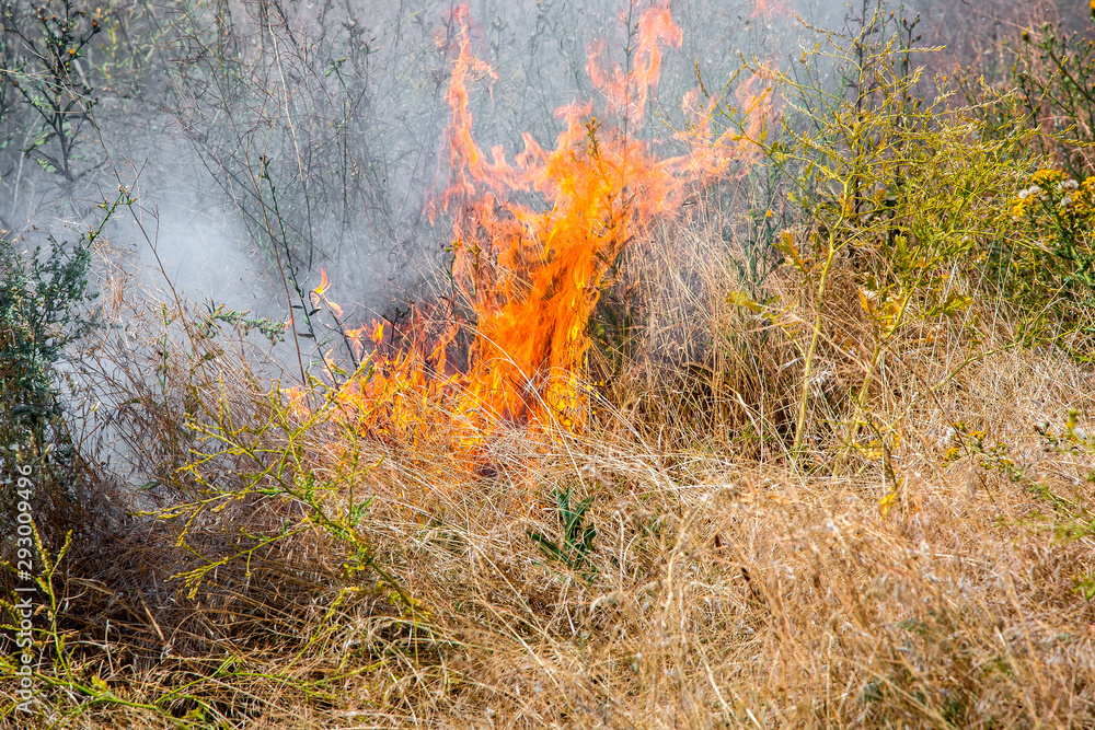 orange flame of burning dry grass, closeup of a fire glade. orange flame of burning dry grass, closeup of a fire glade.