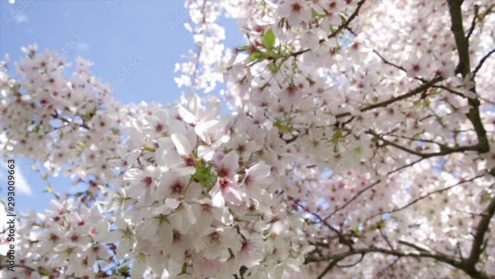 Pink cherry blossom flowers spring Pink cherry blossom flowers spring