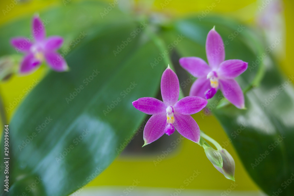 Beautiful rare orchid in pot on yellow background Beautiful rare orchid in pot on yellow background