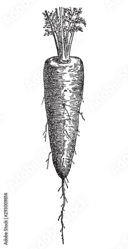 Vintage engraving of carrot