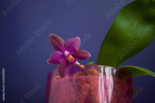 Beautiful rare orchid in pot on blue background photo