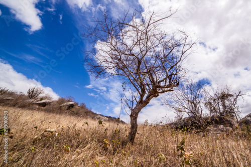 Natural vegetation of northeastern Brazil, Tree punished by drought. The leaves fall to decrease water loss.
