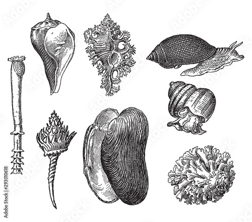 Vintage engraving of gastropods photo