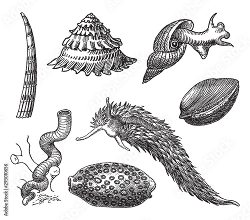 Vintage engraving of gastropods