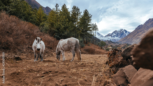 Two white horses searching for a food in Himalaya mountains on a cloudy day with a mount Manaslu in background. Manaslu circuit trek.