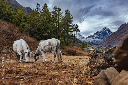 Two white horses searching for a food in Himalaya mountains on a cloudy day with a mount Manaslu in background. Manaslu circuit trek.