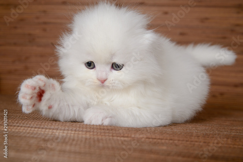 White lop-eared Scottish Highland kitten waving paw