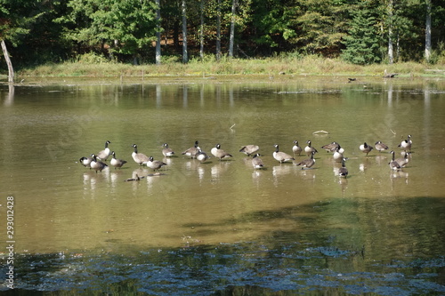 a flock of Canada Geese on a pond in Maryland