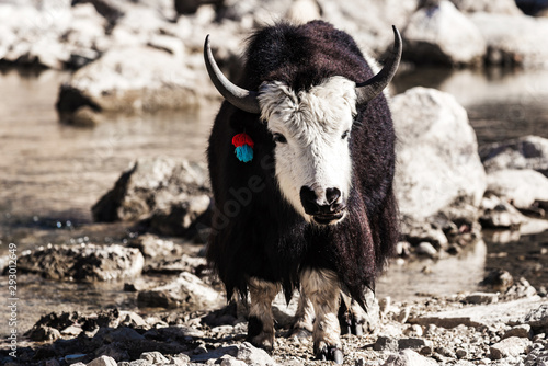 Canvastavla Himalaya mountain with Yak animals, Napal. Manaslu circuit trek.
