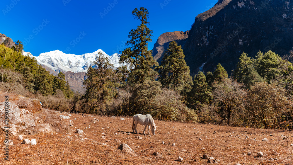 Horses searching for a food in Himalaya mountains on a sunny day. Manaslu circuit trek, Nepal.