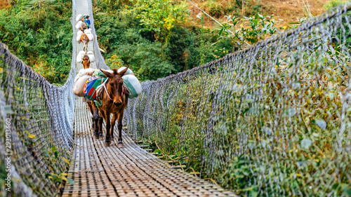 Tableau sur toile Donkeys crossing metal suspension bridge in Nepal, Himalayas, Manaslu circuit trek
