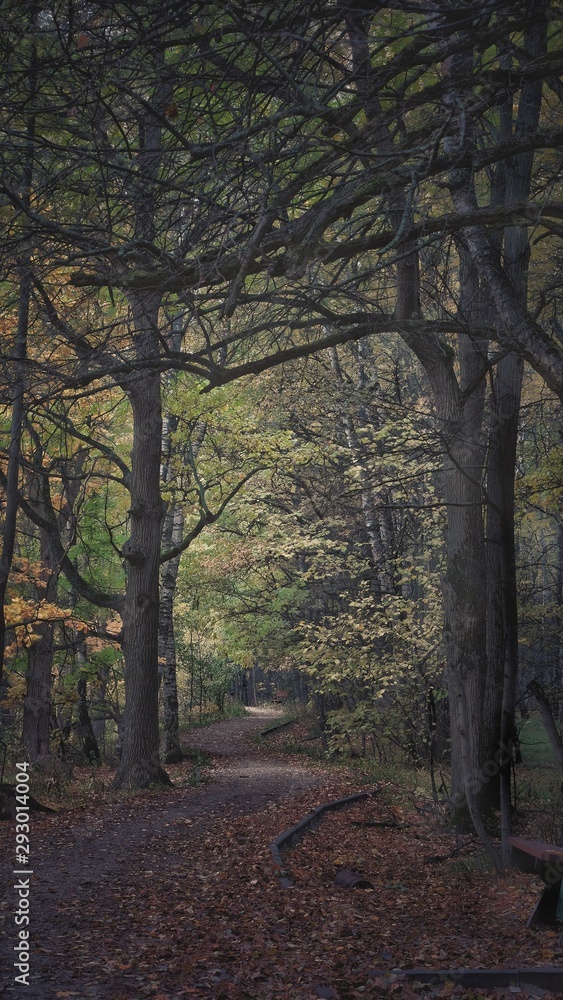 path in a dark mysterious autumn forest path in a dark mysterious autumn forest