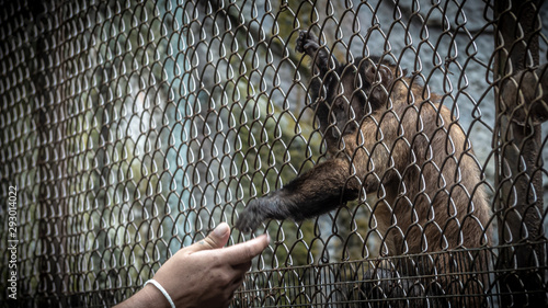 Canvas-taulu A monkey in a cage