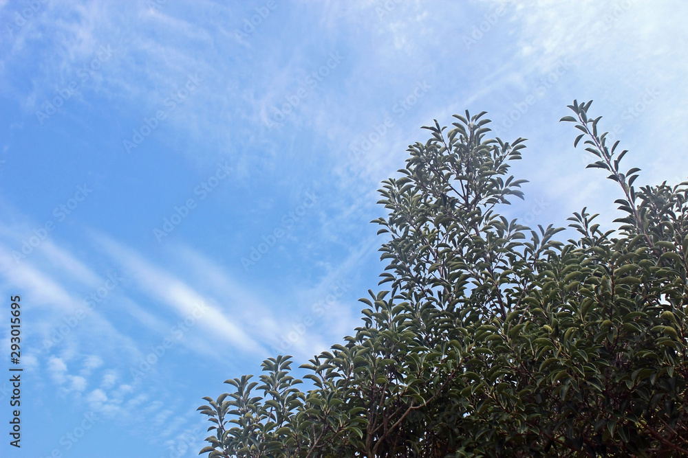 Obraz premium 나무가지 잎