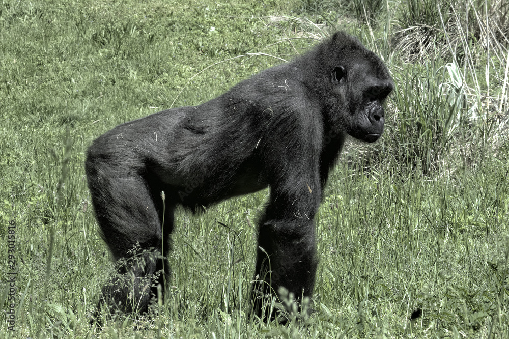 Gorilla. Full body shot and standing on all fours in field of grass Gorilla. Full body shot and standing on all fours in field of grass