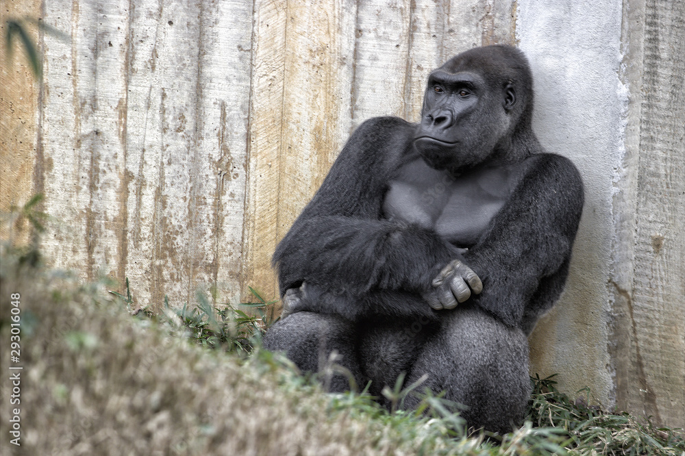 Fototapeta premium Gorilla. Setting down against a wooden fence.