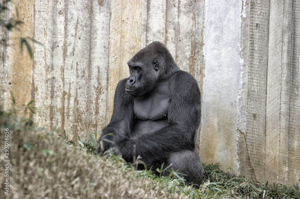 Naklejka premium Gorilla. Setting down against a wooden fence.