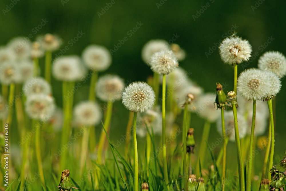 dandelion in grass dandelion in grass