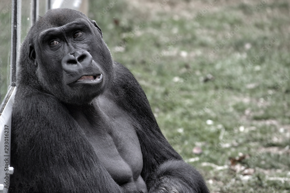 Gorilla. Closeup of head and upper torso and mostly looking at the camera. Gorilla. Closeup of head and upper torso and mostly looking at the camera.