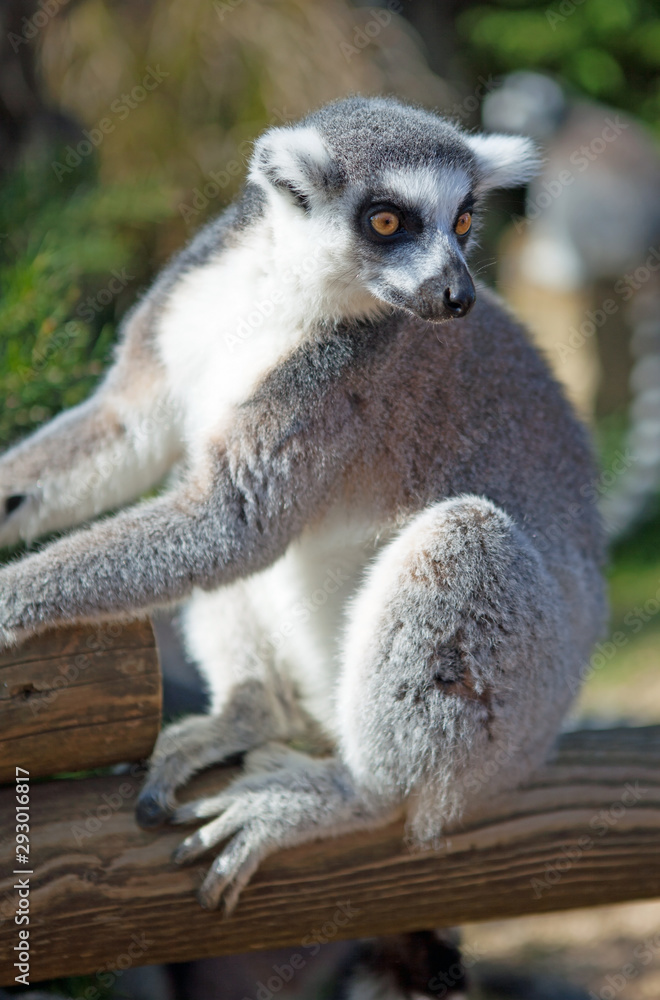 Obraz premium Ring-tailed lemur 