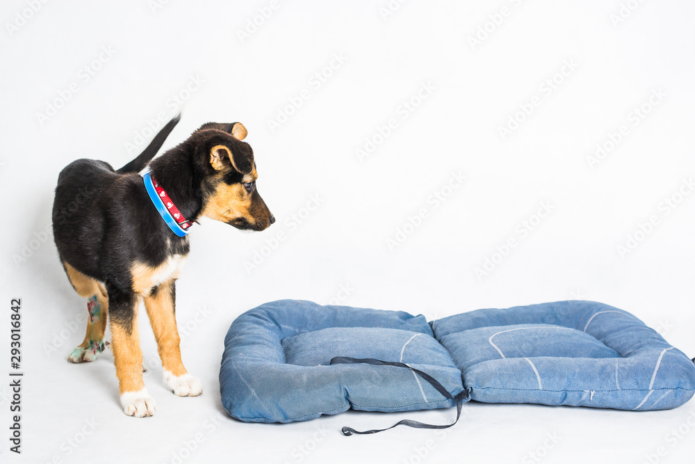 Puppy found hit by car and rescued with injured paws with blue bed on white background