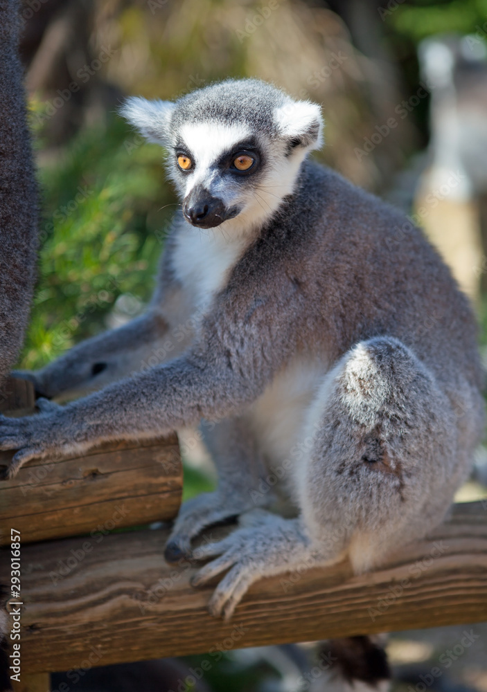 Fototapeta premium Ring-tailed lemur