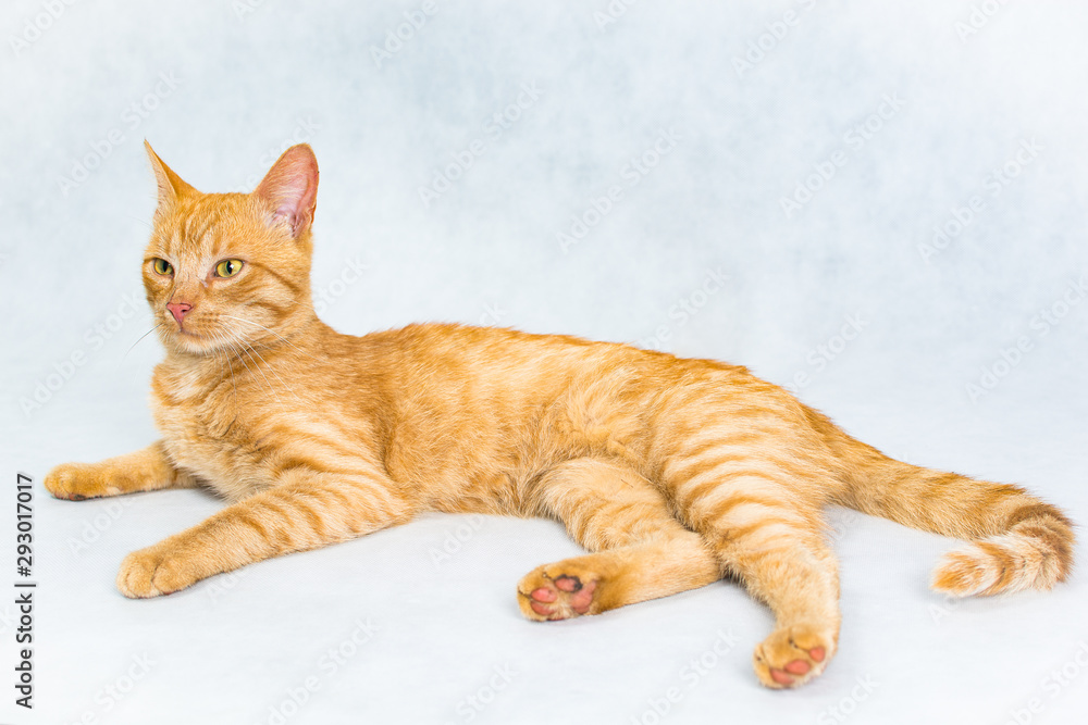 Ginger short hair cat lying on the white background Ginger short hair cat lying on the white background