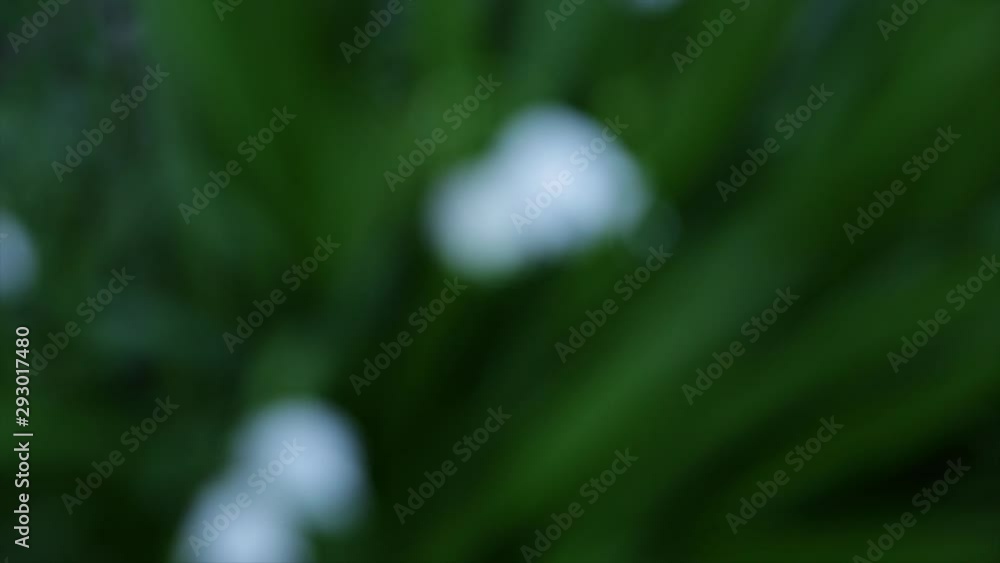 White flowers on green plant nature background White flowers on green plant nature background