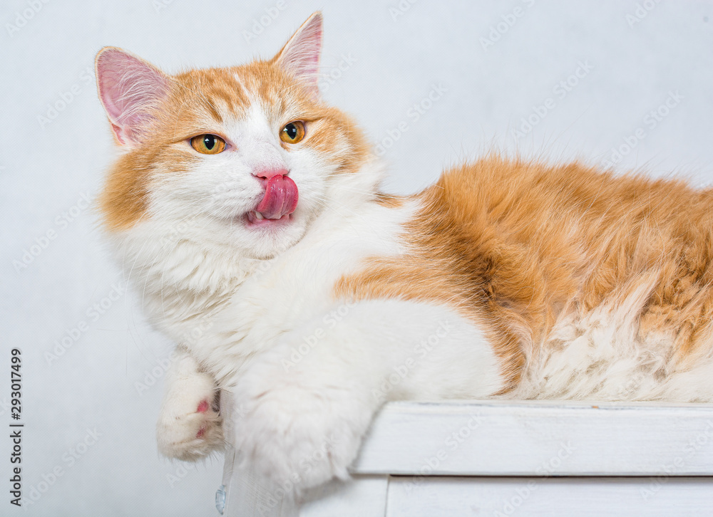Ginger white longhair cat with amber eyes licking self with pink tongue lying on the white stool on white background Ginger white longhair cat with amber eyes licking self with pink tongue lying on the white stool on white background