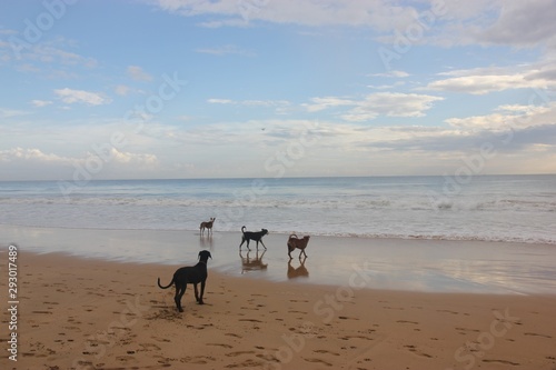 Dogs on the beach look at the sea and play