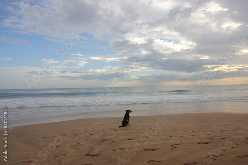 Doberman dog on the ocean, Sri Lanka