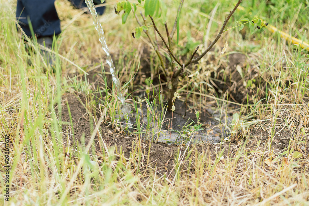 Obraz premium gardener watering a small growing tree on a farm. A man grows a walnut tree. Hose watering the garden