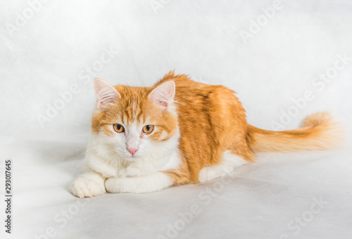 Lying ginger white long hair cat on white background