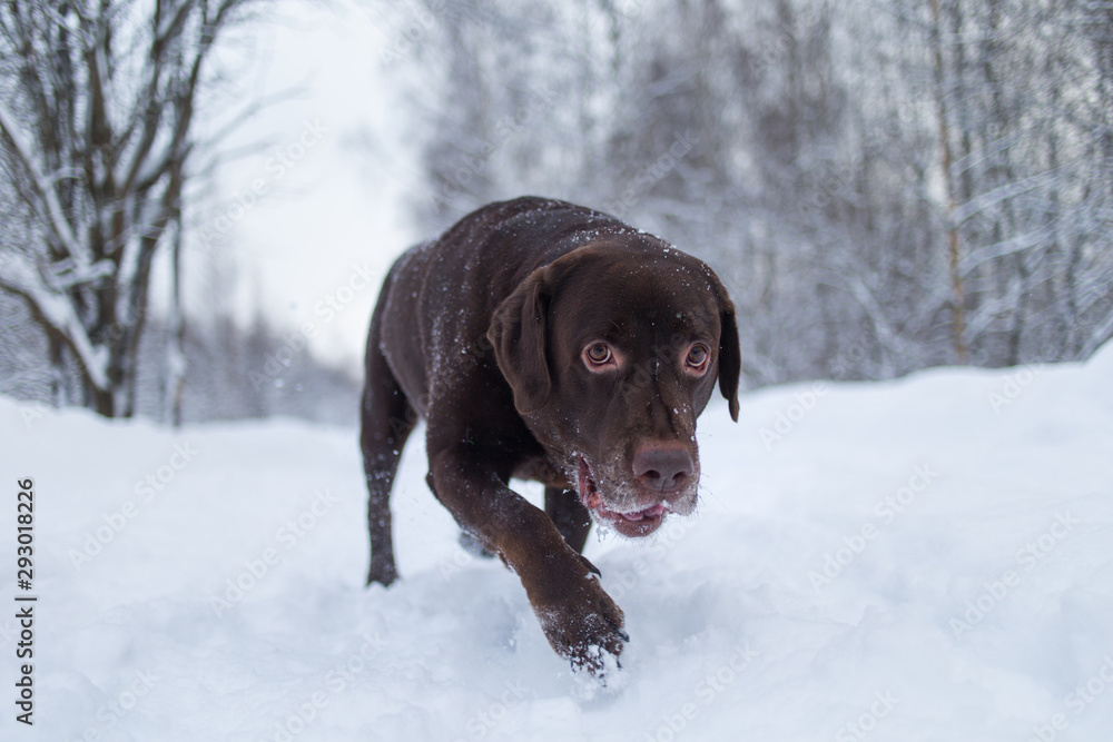 Chocolate labrador retriever dog standing in the snow Chocolate labrador retriever dog standing in the snow