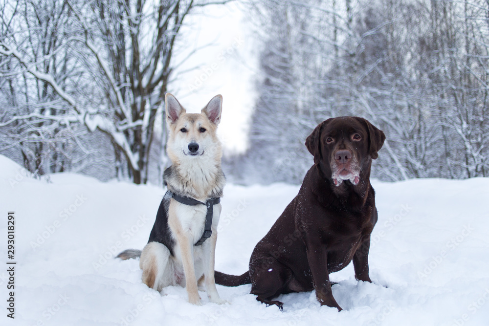 Two dogs sitting at snow and looking at camera