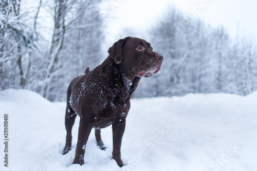 Chocolate labrador retriever dog standing in the snow