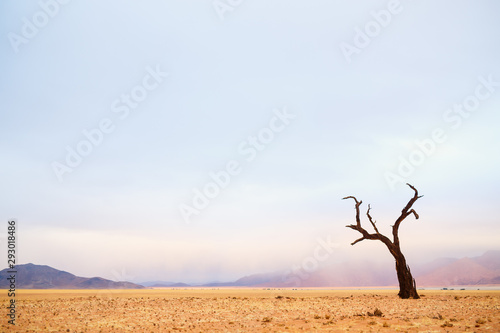 Dried out acacia tree in Namib desert