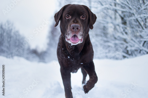 Chocolate labrador retriever dog standing in the snow