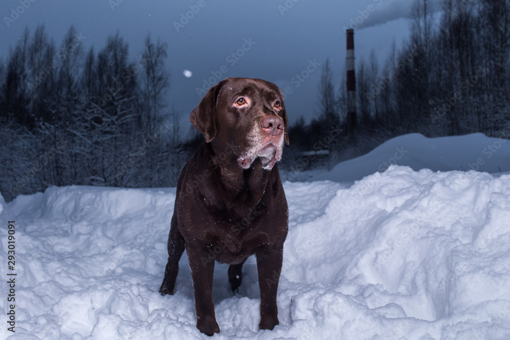 Chocolate labrador retriever dog standing in the snow