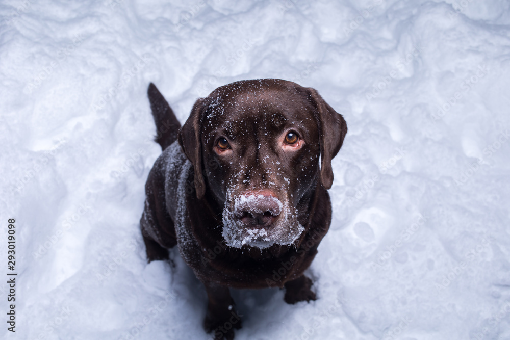 Chocolate labrador retriever dog sitting in the snow Chocolate labrador retriever dog sitting in the snow