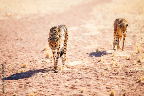 Close up of cheetah photo