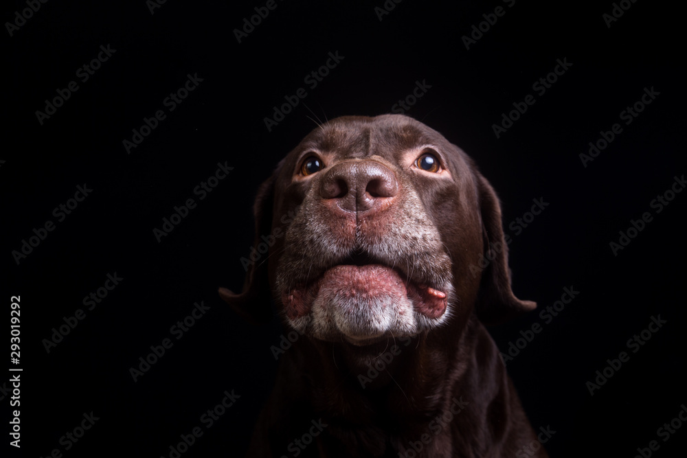 Face portrait of brown chocolate labrador retriever dog isolated on black background. Dog face close up. Face portrait of brown chocolate labrador retriever dog isolated on black background. Dog face close up.