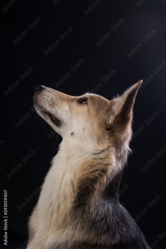 Face portrait of cute mixed breed dog isolated on black background. Dog face close up.
