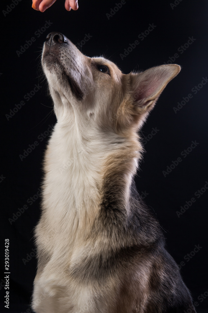 Face portrait of cute mixed breed dog isolated on black background. Dog face close up.