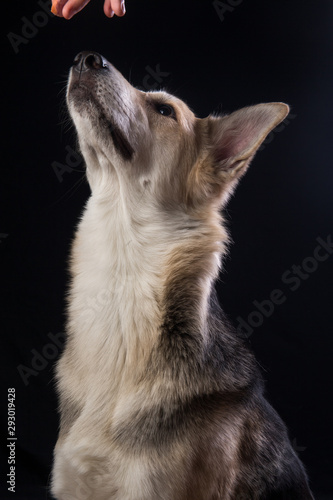 Face portrait of cute mixed breed dog isolated on black background. Dog face close up.