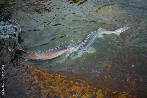 Live sturgeons in the cage in fish breeding farm