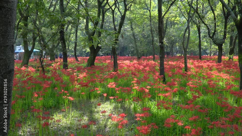 巾着田の群生した美しい花の彼岸花 巾着田の群生した美しい花の彼岸花