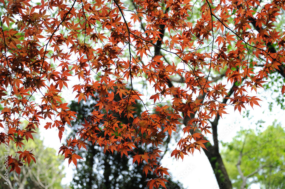 紅葉 紅葉